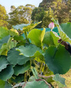 Nelumbo nucifera 'Duns Creek'