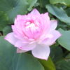 Nelumbo nucifera 'Fairy Rose' - Image 2