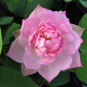 Nelumbo nucifera 'Fairy Rose'
