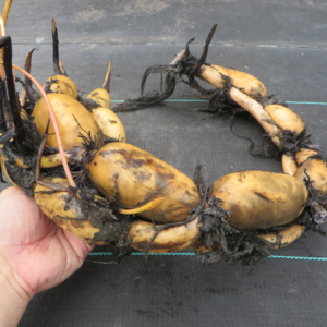 Fat Tuber Lotus