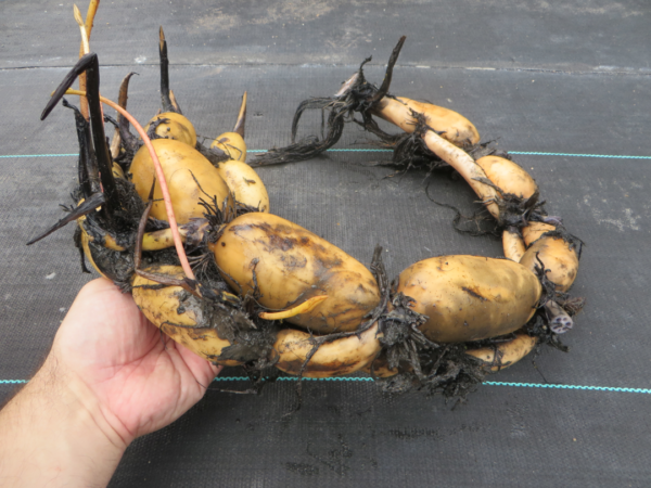 Fat Tuber Lotus