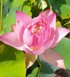 Nelumbo nucifera 'Firefly'