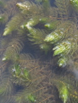 Ceratophyllum demersum