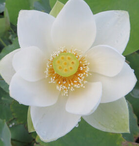 Nelumbo nucifera 'Fresh Snow'