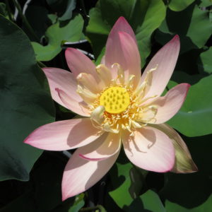 Nelumbo nucifera "Golden Heart"