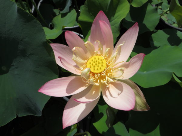 Nelumbo nucifera "Golden Heart"