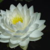 Nymphaea 'Gonnere' - Image 2