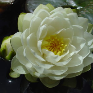 Nymphaea 'Gonnere'