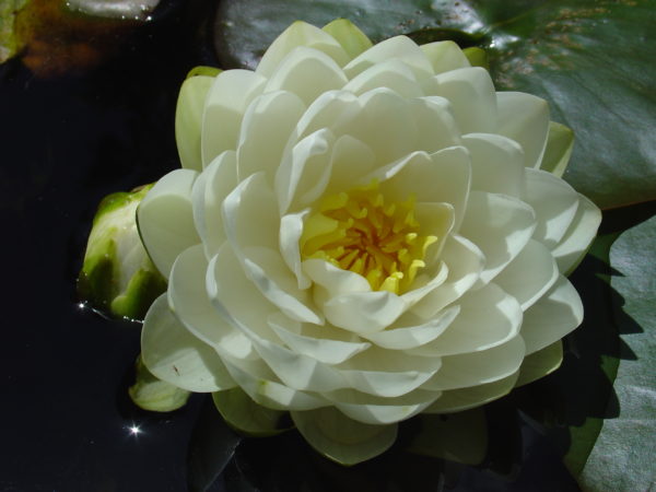 Nymphaea 'Gonnere'