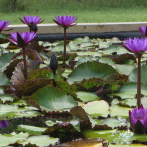 Nymhaea 'Lindsey Woods'