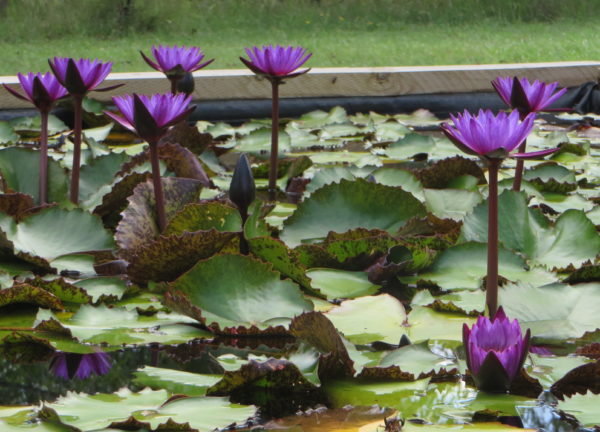 Nymhaea 'Lindsey Woods'