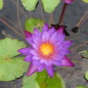 Nymhaea 'Lindsey Woods' - Image 2