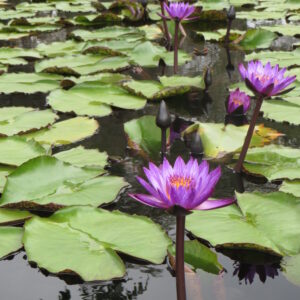 Nymhaea 'Lindsey Woods' - Image 3