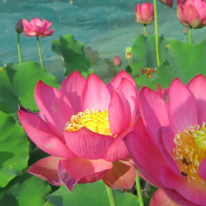 Nelumbo nucifera 'Luna Red'