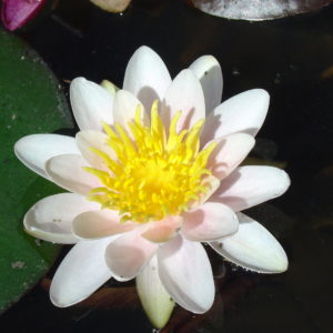 Nymphaea 'Mary Patricia'