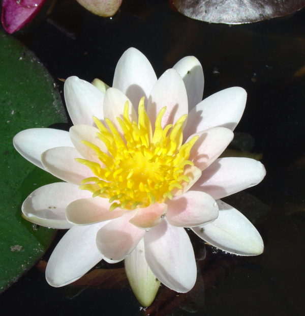 Nymphaea 'Mary Patricia'
