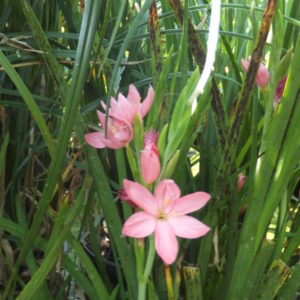 Hesperantha coccinea (pink)
