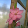 Hesperantha coccinea (pink) - Image 2