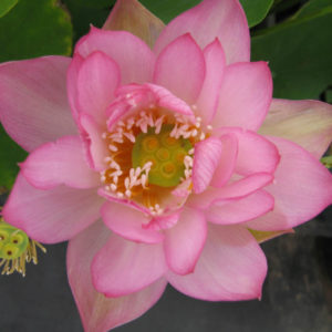 Nelumbo nucifera 'Pink Star'