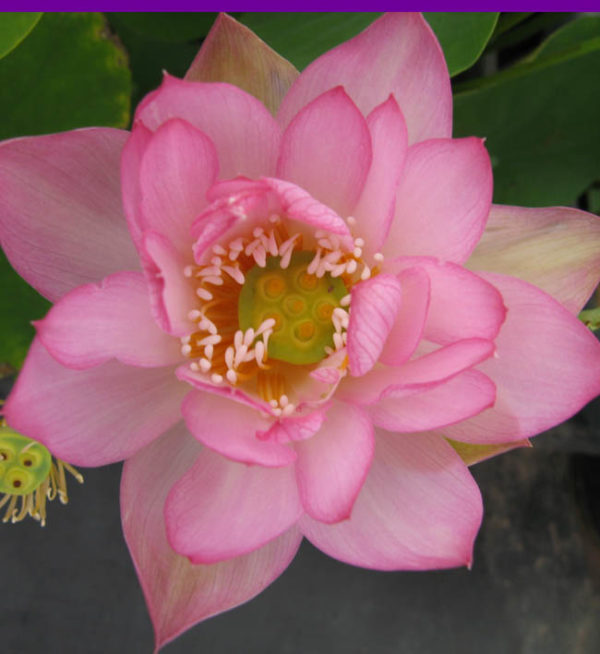 Nelumbo nucifera 'Pink Star'