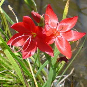 Hesperantha coccinea (red)