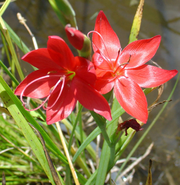 Hesperantha coccinea (red)