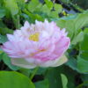 Nelumbo nucifera 'Ruffle' - Image 2
