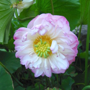 Nelumbo nucifera 'Ruffle'
