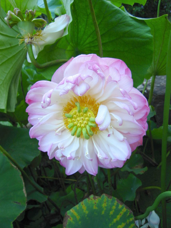 Nelumbo nucifera 'Ruffle'