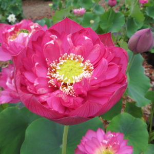 Nelumbo nucifera "Sangria"