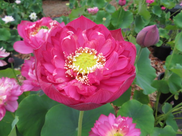 Nelumbo nucifera "Sangria"