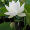 Nelumbo nucifera 'Snow Flake' - Image 2