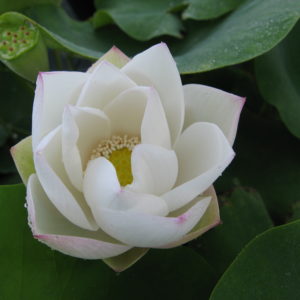 Nelumbo nucifera 'Snow Flake'