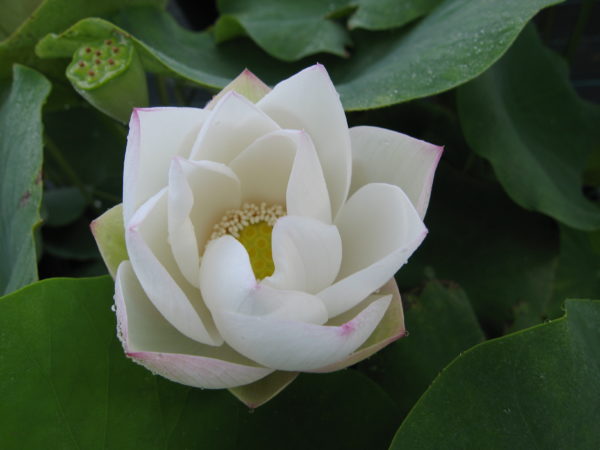 Nelumbo nucifera 'Snow Flake'
