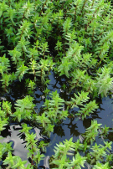 Crassula helmsii