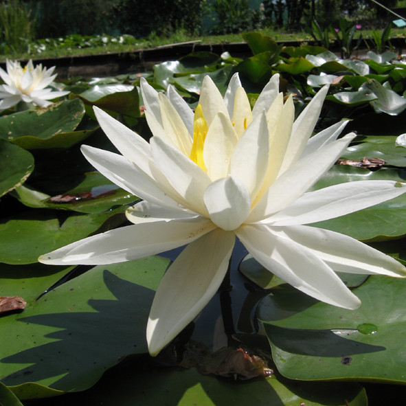 Hal miller is a very large waterlily that is best suited to larger areas an...