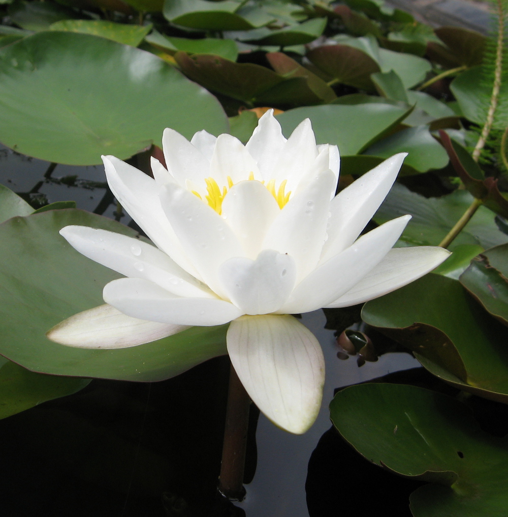 This high quality dwarf white water lily is free flowering, compact and att...